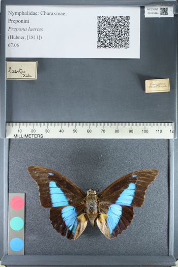 Media type: image;   Entomology 163444